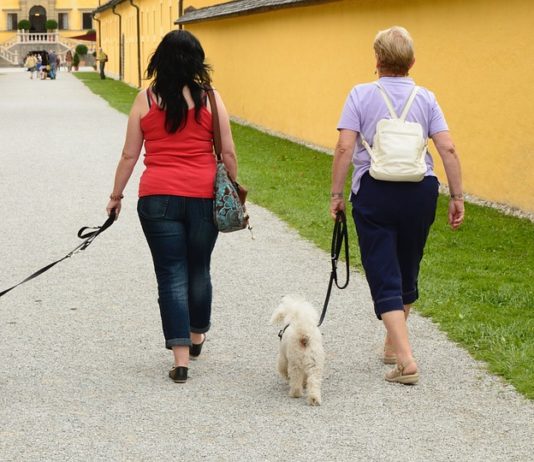 Zwei Frauen gehen mit ihren Hunden spazieren. Sie laufen auf dem Gehweg neben einer Wiese. Beide Hunde sind klein und haben zotteliges Fell.