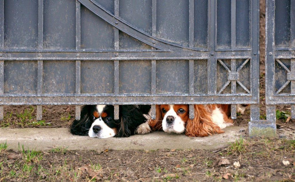 Hunde verwahrlosen auf in BadenWürttemberg