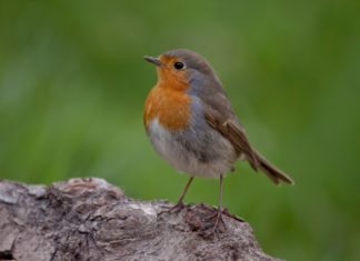 Ein Rotkehlchenvogel gesichtet im Wald