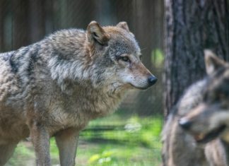 Der Wolf verbreitet sich immer mehr in Baden-Württemberg