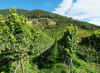 Weinreben in der Pfalz