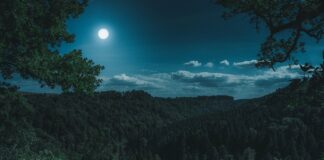 Wald nachts mit Vollmond