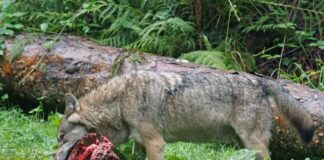 Wolf reißt Beute