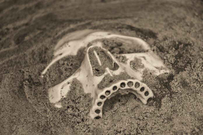 Fossiler Schädel im Sand
