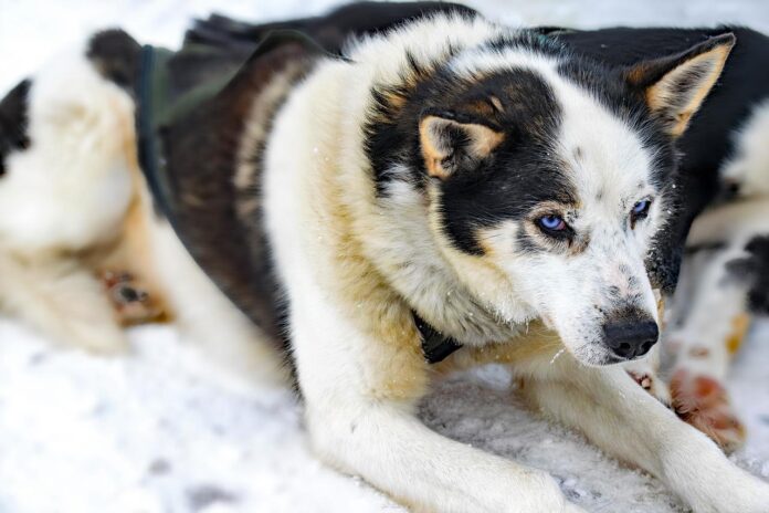 Ein Husky