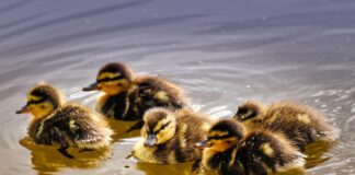 Entenküken auf Wasser