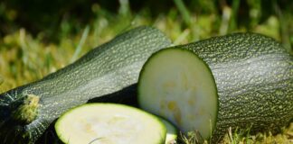 Zucchini auf der Wiese.