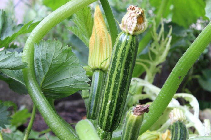 Zucchini im Garten angebaut