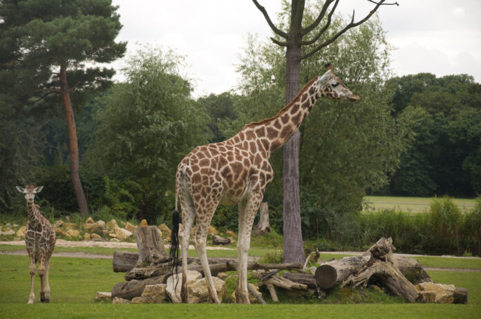 Eine Giraffe steht im Zoo im Freien.