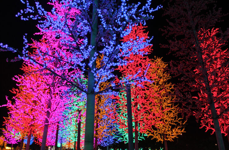 Ein Wald mit beleuchteten Bäumen. Christmas Garden findet auf dem Gelände des Zoos an – hier können die Besucher verschiedene Lichter und Lightshows anschauen, wenn Sie auf den Rundweg gehen.