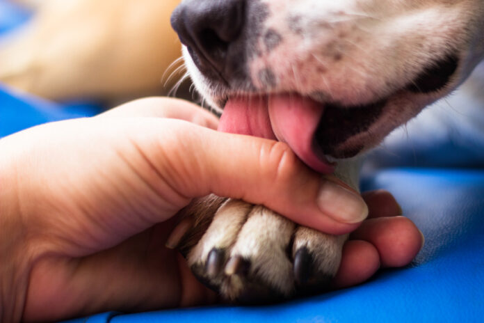 Hund leckt Hand ab.