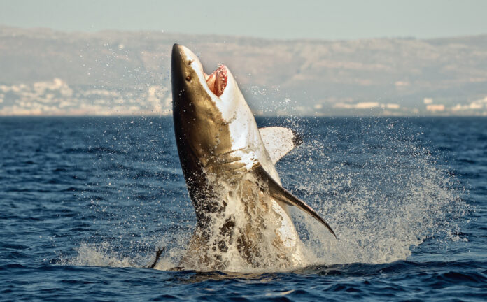 Sensationsfund Spuren Des Urzeit Riesenhais Megalodon Entdeckt