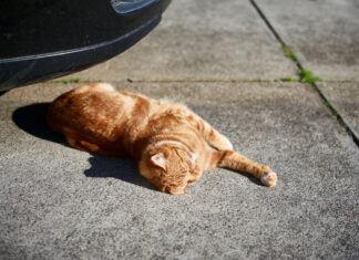 Eine Katze sonnt sich auf der Straße vor einem Auto.