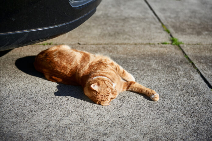 Eine Katze sonnt sich auf der Straße vor einem Auto.