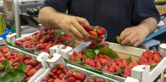 Eine Person nimmt Erdbeeren in der Schale