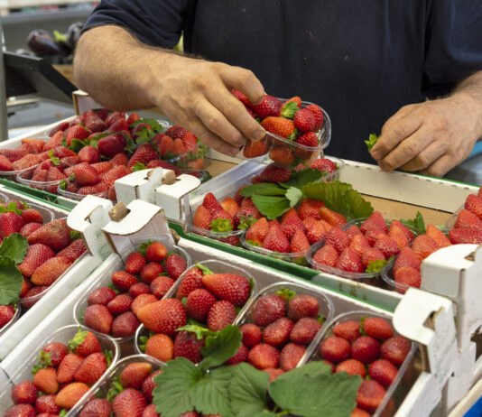 Eine Person nimmt Erdbeeren in der Schale