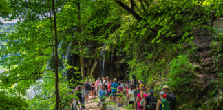 In einem dicht bewachsenen grünen Wald laufen viele Touristen einen Pfad entlang. Jung und Alt sind unterwegs. Eine Gruppe steht versammelt und lauscht den Worten eines Guides, während andere nach vorn eilen.