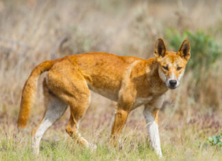 Dingo in der Wildnis