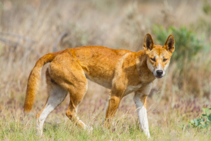 Dingo in der Wildnis