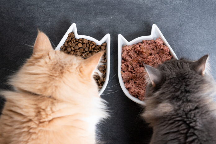 Zwei Katzen fressen Katzenfutter. Die eine Katze ist beige und frisst aus einem Katzenfrömigen Napf Trockenfutter. Die zweite Katze ist grau und frisst aus einem gleich aussehenden Napf Feuchtfutter.