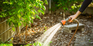 Pflanze im Garten wird gewässert mit einem Wasserschlauch