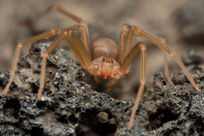 Eine Spinne in Nahaufnahme.