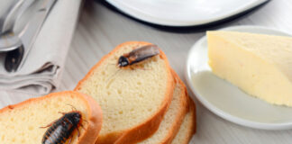 Ein Tisch mit Brot, auf dem sich Insekten befinden.