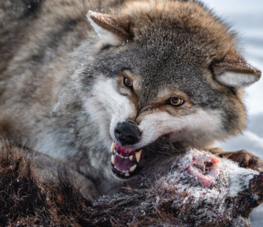 Ein hungriger Wolf, der die Zähne fletscht