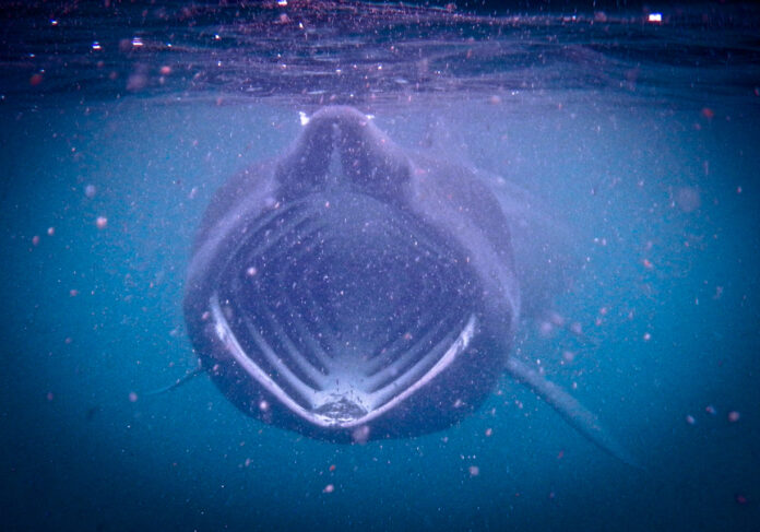 Das Maul eines Riesenhais unter Wasser.