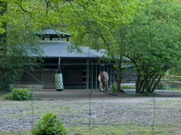 Tiere in einem Gehege.