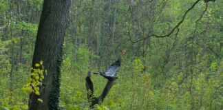 Viele Gebüsche in einem Wald. Im Vordergrund steht ein Baum in einem Laubwald, dahinter liegt eine Lichtung als Wiese mit vielen Gebüschen und anderen wilden Pflanzen.