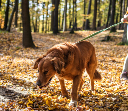 Ein Hund beim Spaziergang im Wald.