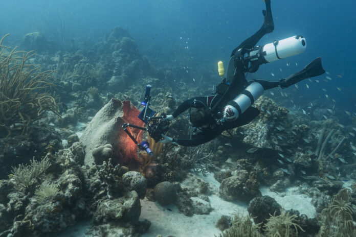 Ein Taucher taucht auf den Meeresgrund mit einer Kamera, um Wasserlebewesen zu fotografieren. Hinter ihm sind verschiedene Korallen zu sehen. Er trägt eine Ausrüstung.