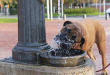 Es ist ein warmer Sommertag. Ein Hund steht an einem Springbrunnen und trinkt aus einer Wasserfontäne, um sich abzukühlen. Im Hintergrund kann man einen Park erkennen.