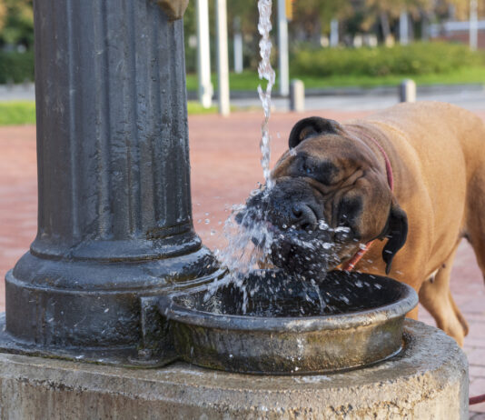 Es ist ein warmer Sommertag. Ein Hund steht an einem Springbrunnen und trinkt aus einer Wasserfontäne, um sich abzukühlen. Im Hintergrund kann man einen Park erkennen.