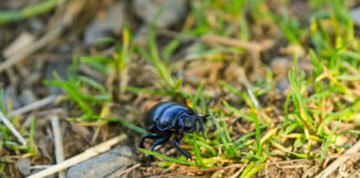 Ein schwarzer Käfer krabbelt im Gras. Das Schwarz schimmert bläulich und glänzt. Es handelt sich um den Ölkäfer, der gefährlich ist und von dem man unbedingt Abstand halten sollte.