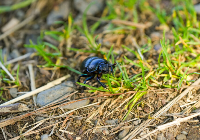 Ein schwarzer Käfer krabbelt im Gras. Das Schwarz schimmert bläulich und glänzt. Es handelt sich um den Ölkäfer, der gefährlich ist und von dem man unbedingt Abstand halten sollte.