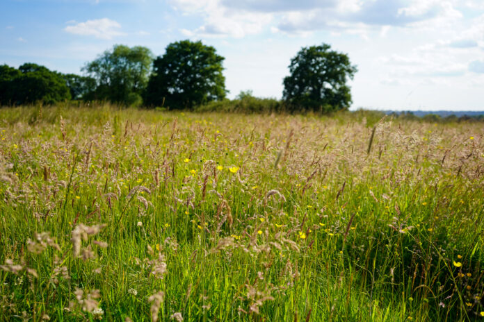 Eine große Wiese mit hohem Gras und vielen Blumen, im Hintergrund sind Bäume