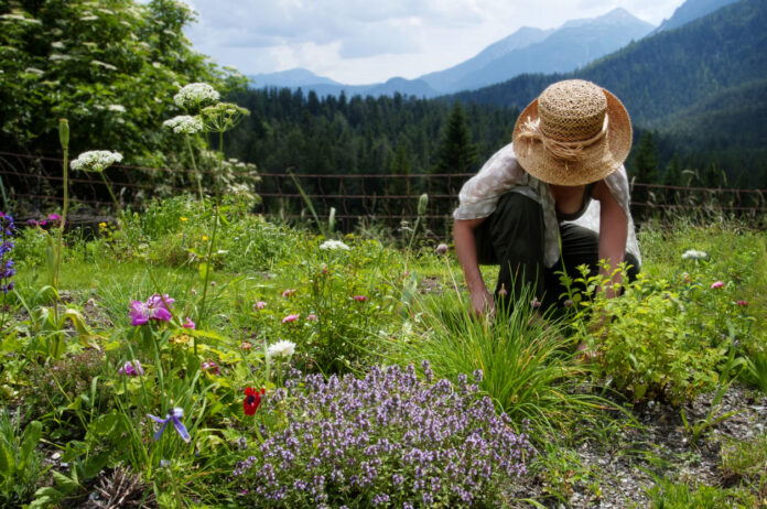 Eine Person kniet mit Strohhut gegen die Sonne in ihrem wilden Garten und arbeitet. Sie pflanzt etwas an oder erntet. Es ist freie Natur. Wilde Kräuter und Blumen wachsen. Im Hintergrund ragen Berge in den blauen Himmel.
