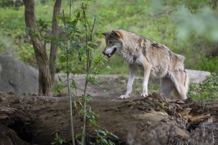 Ein Wolf steht mitten in einem Wald auf einem Hügel aus Erde. Er scheint in Alarmbereitschaft, jederzeit nach seiner Beute zu jagen.