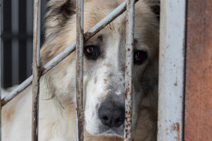 Ein grau-weißer Alabai-Hund mit langen Haaren sitzt hinter den Metallstäben des Geheges mit einem traurigen Blick in einem Tierheim für obdachlose Tiere. Ein zentralasiatischer Schäferhund mit einem klagendem Look