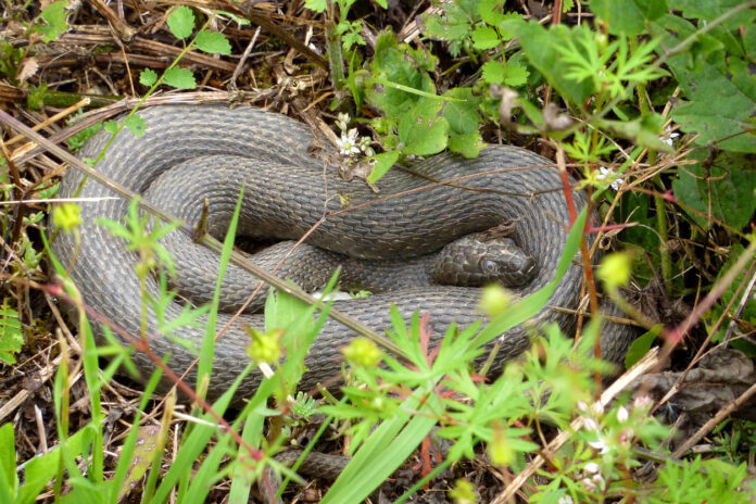 Eine Schlange im Gras.