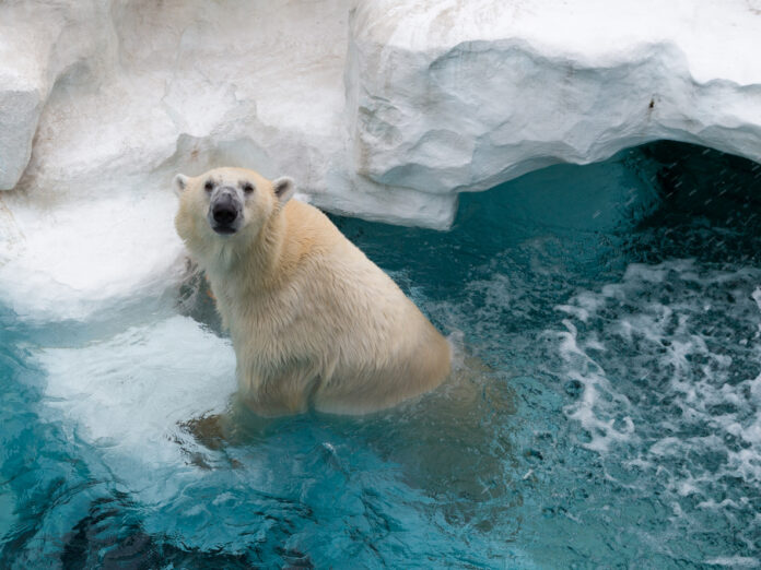 Ein Eisbär schaut aus dem Wasser heraus und stützt sich auf einen Eisblock