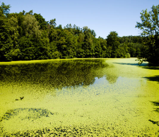 Ein See voller Grünalgen an einem Sommertag. Die Wasseroberfläche ist von einem dichten Algenteppich bedeckt. Das Ökosystem ist in Gefahr.