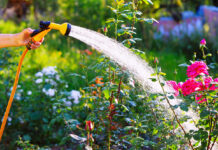 Eine Frau gießt Blumen im Garten. Dazu hält sie einen orangen Gartenschlauch mit Sprüh-Aufsatz in ihrer Hand. Sie verteilt das Wasser im bunten Garten über blühenden Pflanzen, Sträuchern und Blumen. Es ist ein warmer Tag.