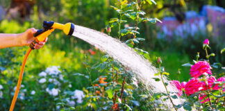 Eine Frau gießt Blumen im Garten. Dazu hält sie einen orangen Gartenschlauch mit Sprüh-Aufsatz in ihrer Hand. Sie verteilt das Wasser im bunten Garten über blühenden Pflanzen, Sträuchern und Blumen. Es ist ein warmer Tag. Die ersten Regionen führen nun ein Wasserverbot ein.