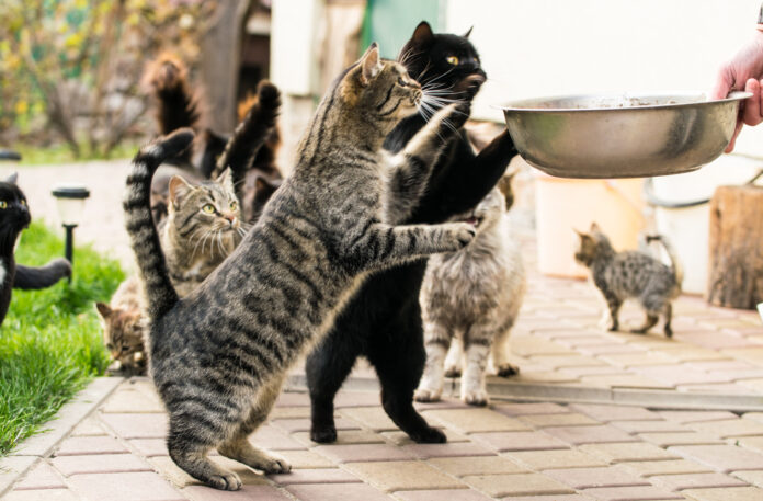 Verschiedene Katzen werden von ihren Besitzern gerade gefüttert