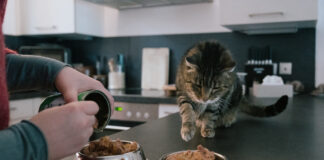 Eine Person füttert einer Katze Nassfutter in einen Futternapf