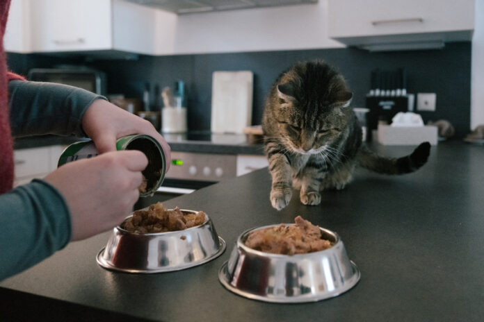 Eine Person füttert einer Katze Nassfutter in einen Futternapf