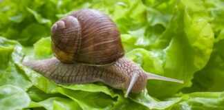 Eine Weinbergschnecke auf dem Salat.